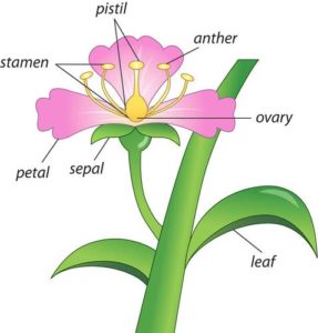 Sah: Flower Dissection - Reading Science Center